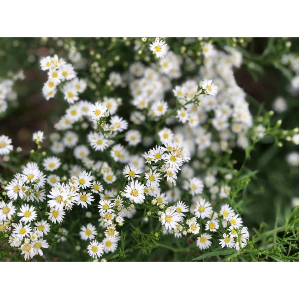 ต้นพันธุ์ดอกคัตเตอร์สีขาว-white-cutter-aster-ถุงดำ-39-บาท-ดอกไม้กินได้-edible-flower