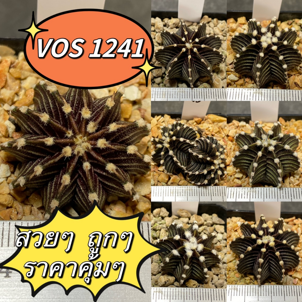 แคคตัส-vos1241-ตัวแท้-ยิมโน-vos1241-คัดพิเศษ-บั้งคม-gymnocalycium-friedrichii-v3