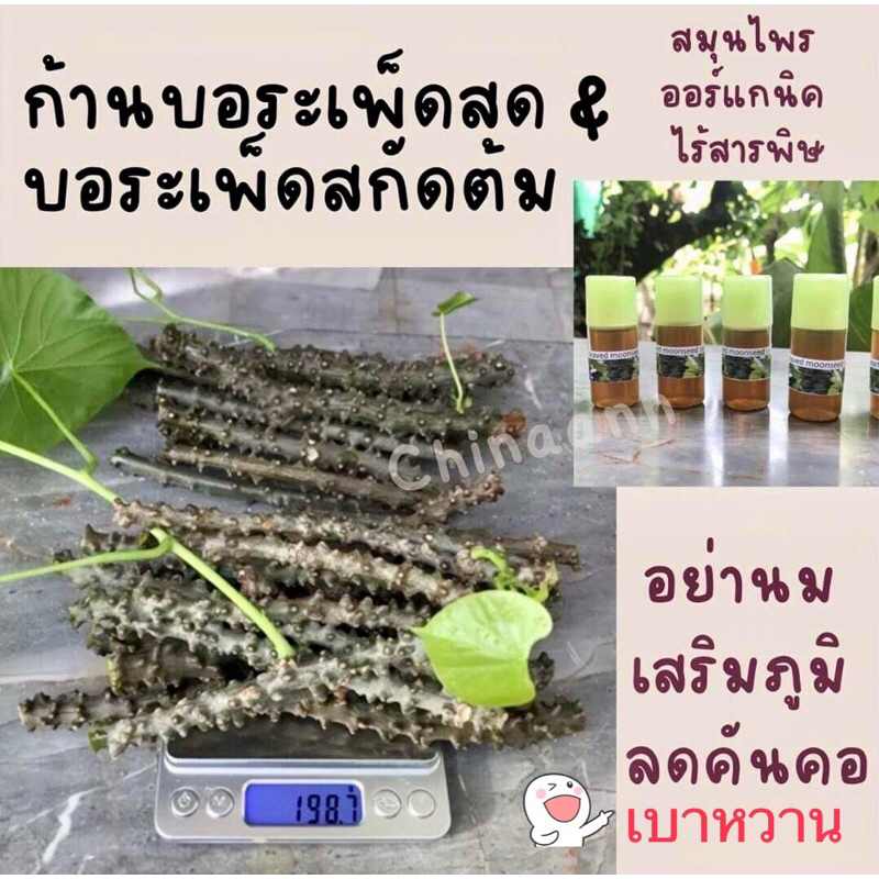 บอระเพ็ดสดและสกัดต้มขมเหมือนก้านorganic