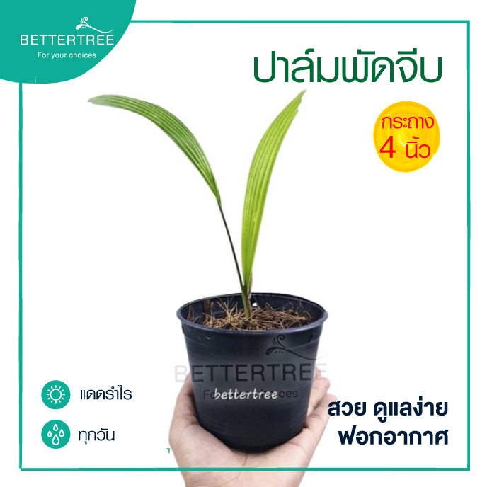 ปาล์มพัดจีบ-กระถาง4นิ้ว-ไม้ในร่ม-ต้นไม้ในบ้านและออฟฟิศ-ไม้ฟอกอากาศ-สูงประมาณ-20-cm-ต้นไม้-ปาล์มพัด-ปาล์ม