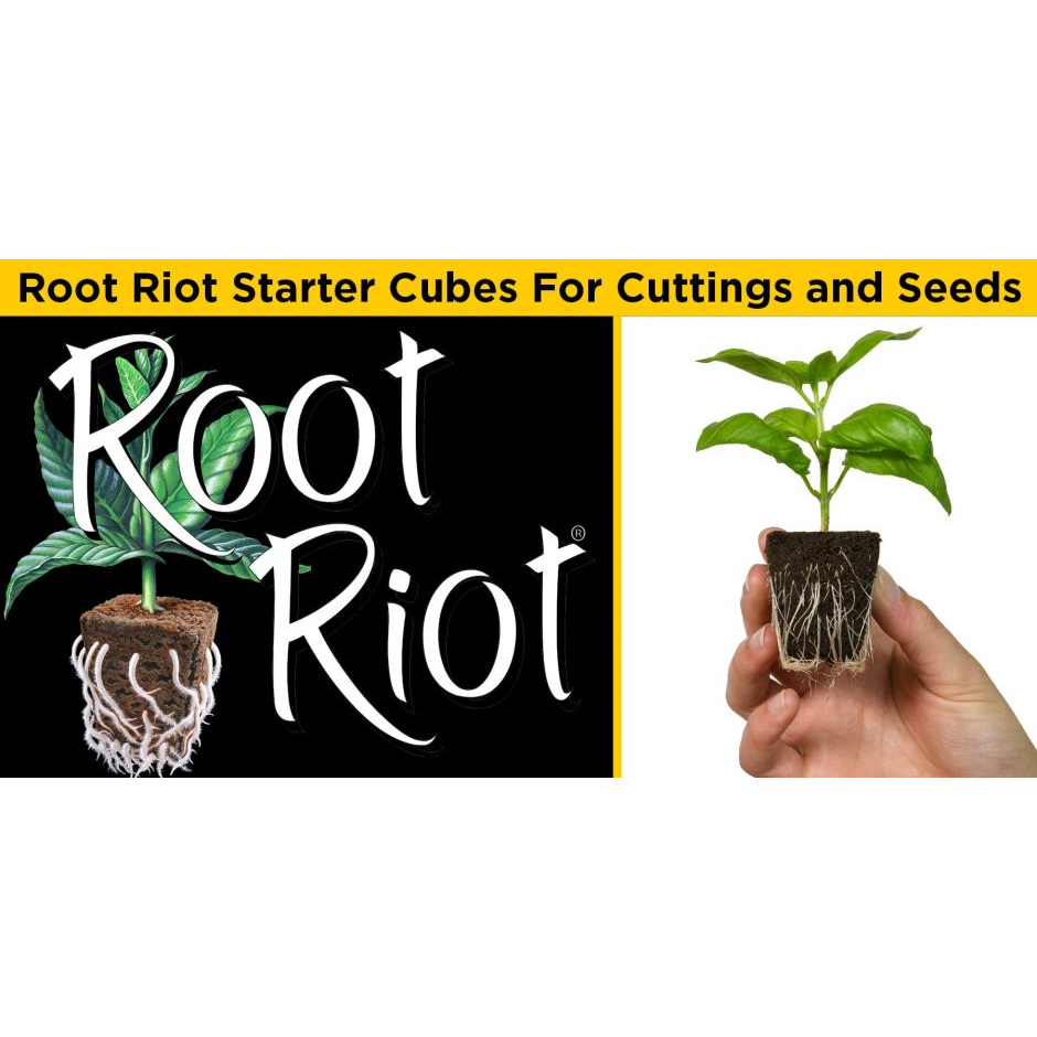 Root Riot original package ถุง ขนาด 50 ชิ้น (50 cubes) ปักชำ เพาะ เมล็ด ...