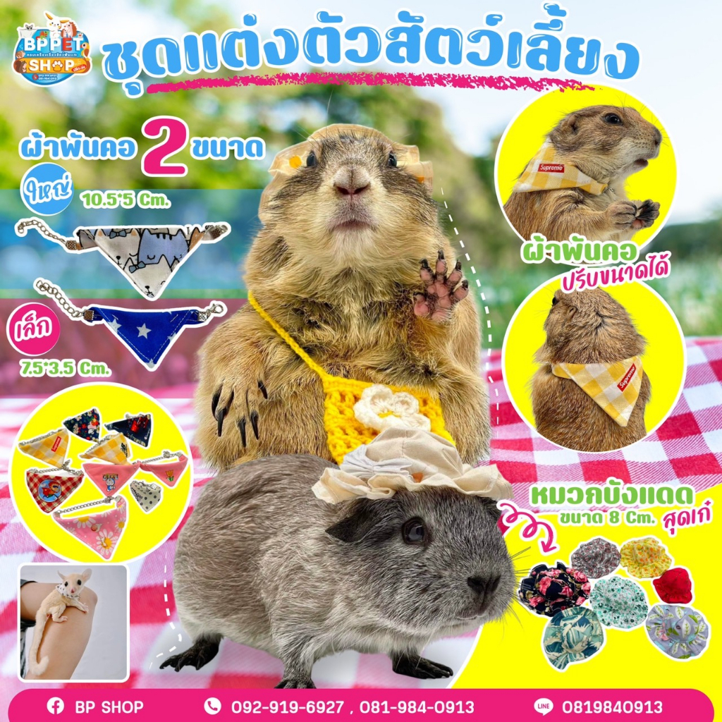 bp-pets-ชุดกระต่าย-แกสบี้-แพรรี่ด็อก-หมวกกระต่าย-ผ้าพันคอกระต่าย-ชุดสัตว์เลี้ยง-เสื้อผ้าสัตว์เลี้ยง