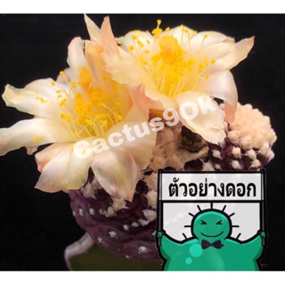 [พร้อมส่ง]🌵 แคคตัส โคเปียโบม่วง copiapoa cactus ไม้กราฟ จำนวน 1 ต้น