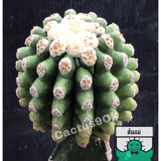 [พร้อมส่ง]🌵 แคคตัส ถังทอง หนามกุด Echinocactus grusonii var.subintermis cactus ไม้กราฟ จำนวน 1 ต้น