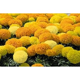 เมล็ด ดาวเรืองสีเหลือง ดาวเรืองเหลืองทอง 50 เมล็ด  ซองละ 29 บาท  ดอกไม้ทานได้ ขายได้กำไรดี