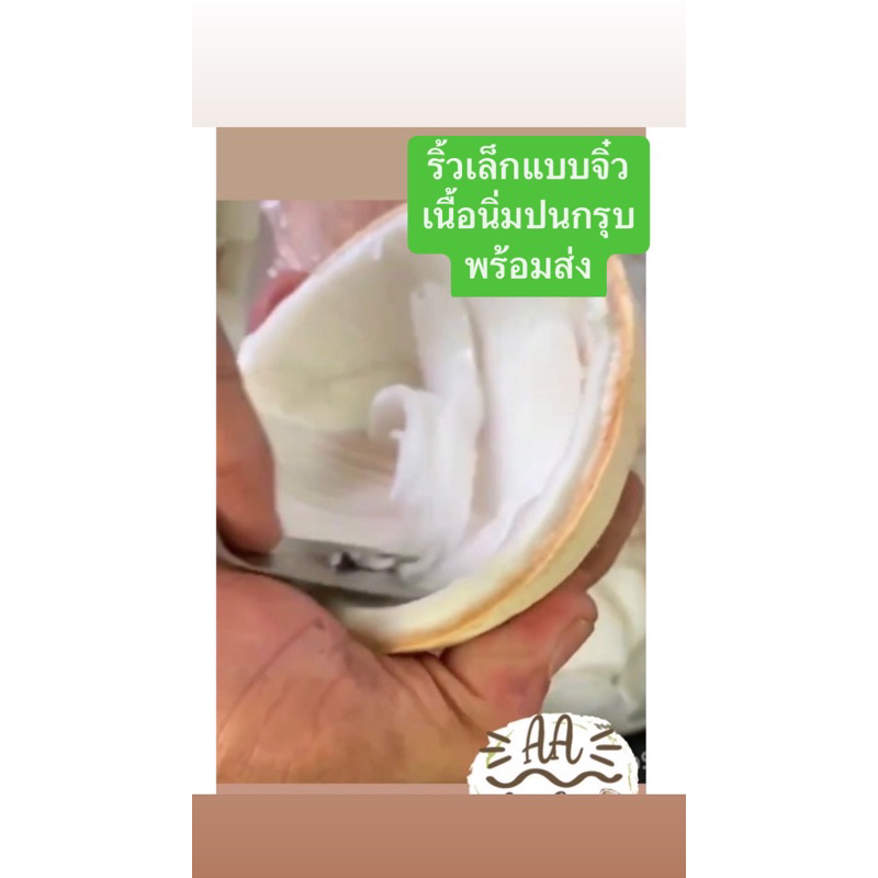 พร้อมส่ง-เนื้อมะพร้าวน้ำหอม-ริ้วชั้นครึ่งหน้าเล็ก-1-kg-เนื้อมะพร้าวอ่อน