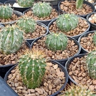 🌵 เมโล (23/4/66) ❤️ Melo Cactus ไม้เมล็ด ส่งทั้งกระถาง 🌵 แคคตัส กระบองเพชร 🌵