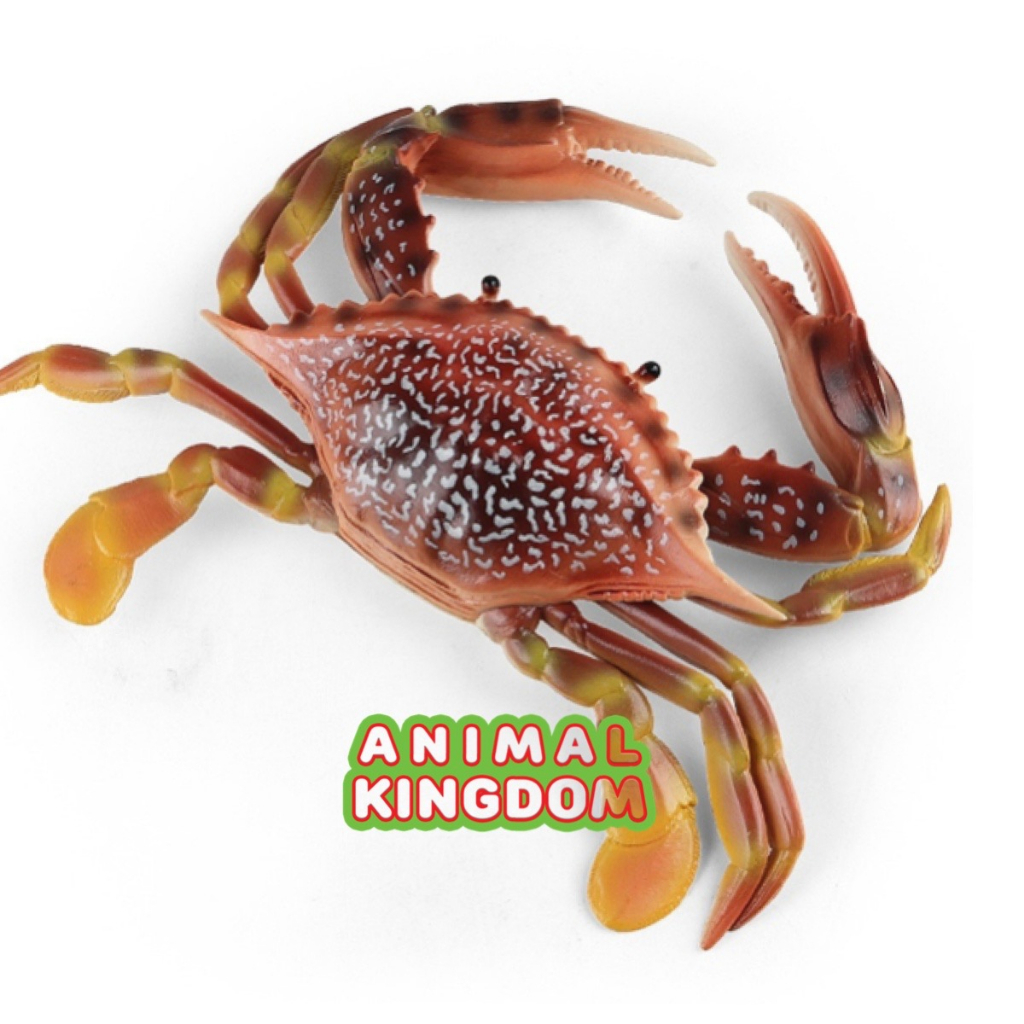 animal-kingdom-โมเดลสัตว์-ปูม้า-แดงลาย-ขนาด-23-00-cm-จากหาดใหญ่