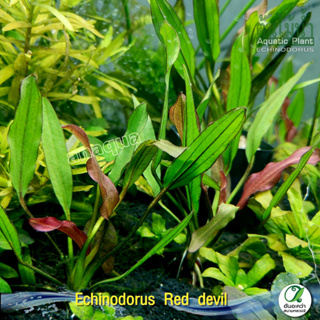 Echinodorus Red Devil อะเมซอนเรดเดวิล ต้นไม้น้ำ (พืชน้ำ)