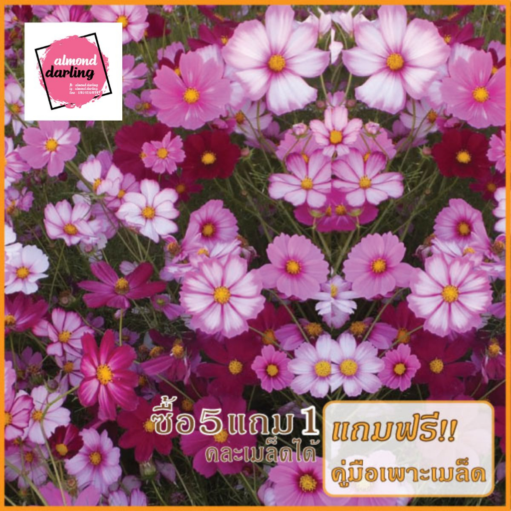 ซื้อ5-แถม1-เมล็ดพันธุ์ดอกคอสมอส-คละสี-mixed-cosmos-flower-seed-50-เมล็ด-เมล็ดพันธุ์แท้-ปลูกง่าย-อัตรางอกสูง-เก็บเมล็ดป