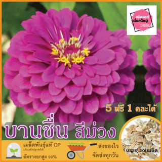 ซื้อ5 แถม1 เมล็ดพันธุ์ ดอกบานชื่น สีม่วง 20 เมล็ด (Purple Zinnia Flower Seed) เมล็ดพันธุ์แท้ ปลูกง่าย อัตรางอกสูง