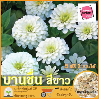 ซื้อ5 แถม1 เมล็ดพันธุ์ ดอกบานชื่น สีขาว 20 เมล็ด (White Zinnia Flower Seed) เมล็ดพันธุ์แท้ ปลูกง่าย อัตรางอกสูง เก็บเมล็