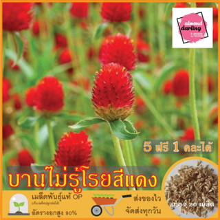 ซื้อ5 แถม1 เมล็ดพันธุ์ ดอกบานไม่รู้โรย สีแดง 20 เมล็ด (Red Globe Amaranth Flower Seed) เมล็ดพันธุ์แท้ ปลูกง่าย อัตรางอกส