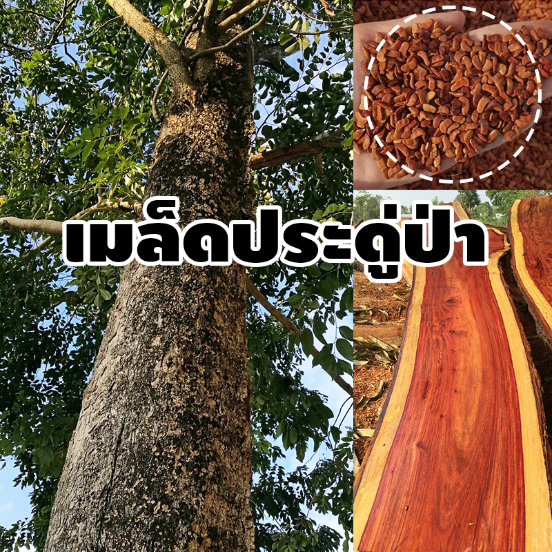 เมล็ดประดู่ป่า-ไม้เนื้อแข็งลายสวย-เมล็ดใหม่-บรรจุ-15-60-เมล็ด