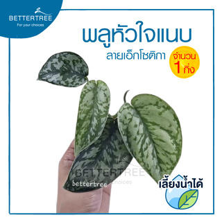 พลูหัวใจแนบลายเอ็กโซติกา (จำนวน 1 กิ่ง ) Scindapsus pictus exotica  สามารถเลี้ยงน้ำได้ ไม้ฟอกอากาศ ไม้น้ำ ต้นไม้มงคล