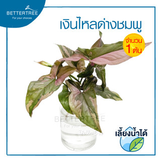 เงินไหลด่างชมพู (จำนวน 1 กิ่ง)  Syngonium Podophyllum Pink Splash  ต้นไม้ฟอกอากาศ ต้นไม้ เงินไหลมา  ต้นไม้