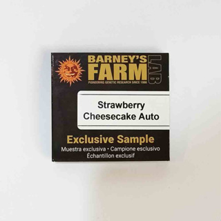 420 seed เมล็ดกัญชา Barneys farm Strawberry Cheesecake auto 1 cannabis seed