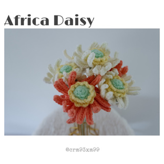 ดอกแอฟริกัน เดซี่ (African Daisy)