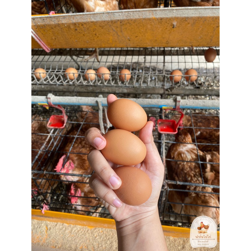 ไข่ไก่เบอร์-1-ปลอดสาร-รับประกันความสดใหม่-ส่งตรงจากฟาร์มไข่ไก่วิรัช-เทวภักดิ์