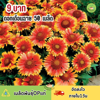 พิเศษ 9 บาท‼️ เมล็ดพันธุ์ ดอกเดือนฉายบรรจุ 50 เมล็ด