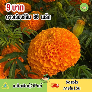 พิเศษ 9 บาท ‼️เมล็ดพันธุ์ ดอกดาวเรืองสีส้ม บรรจุ 60 เมล็ด