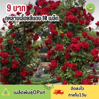 พิเศษ 9 บาท เมล็ดพันธุ์ ดอกกุหลาบเลือนสีแดง บรรจุ 10 เมล็ด