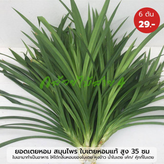 ยอดเตยหอม (Pandanus Plant) สมุนไพร ใบเตยหอมแท้ สูง 35 ซม. 1 มัด มี 6 ต้น ใบเอามาทำอาหารให้ได้กลิ่นหอมของเตย