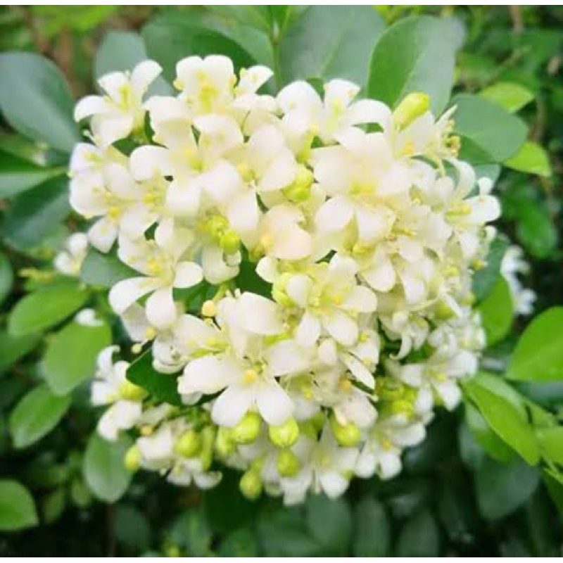 ต้นแก้วพวงดวงใจ-แก้วหิมาลัย-แก้วลิลลี่-ดอกมีกลิ่นหอม-chaytongaong