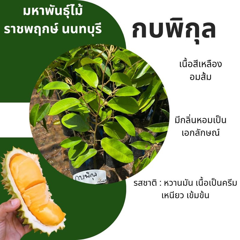 ต้นทุเรียนกบพิกุล-ถุงเบอร์10-เนื้อสีเหลืองอมส้มเหมือนจำปา-มีกลิ่นหอม-รสชาติหวานมัน-เนื้อเหนียวเนียนละเอียดเหมือนครีม