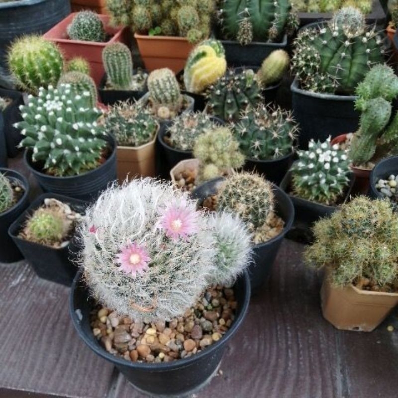 ตะบองเพชร-cactus-ขายต้นไม้