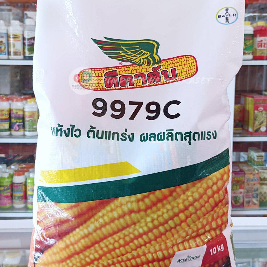 เมล็ดพันธุ์ข้าวโพดดีคาร์บ9979c-ผลผลิตสูง-เก็บเกี่ยวได้ไว-ความชื้นต่ำ-หักง่าย-ยืนต้นดี-ขนาด-10-กิโลกรัม