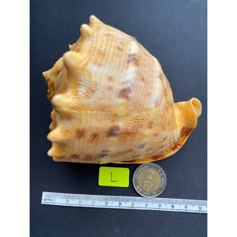 rare-sea-snail-shell-golden-big-sea-snail-shell-tiger-pattern