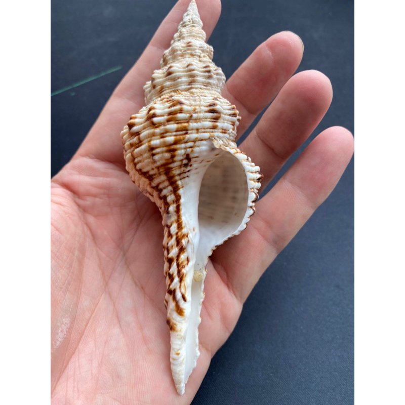 หอยสังข์เสือดาวหางยาว-หอยทากทะเลหายาก-long-tail-leopard-conch-shell-rare-long-sea-snail