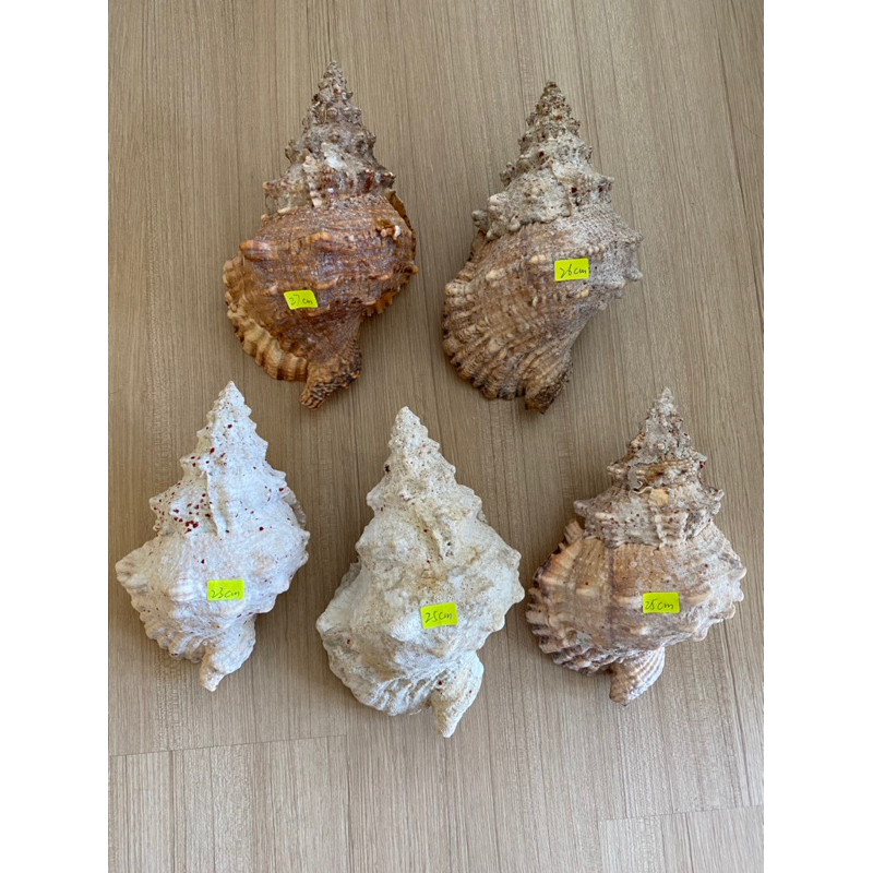 big-conch-shellหอยสังข์ใหญ่-ตกแต่งทะเล-ตกแต่งทะเล-หอยสังข์ธรรมชาติ-หอยทากทะเล