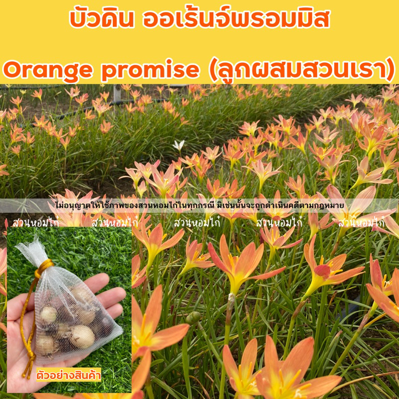 🌷บัวดินสีส้ม Orange promise Shopee Thailand