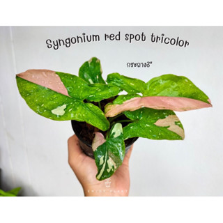 Syngonium red spot tricolor กระถาง 3”