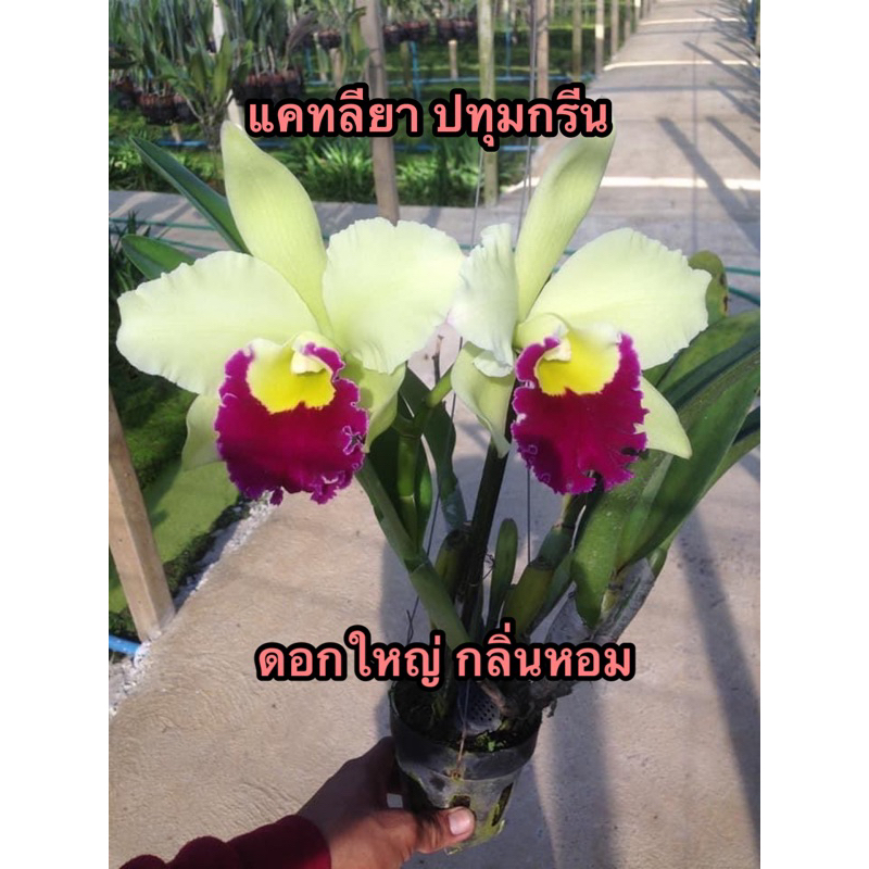 ดอกใหญ่หอม-แคทลียาปทุมกรีน