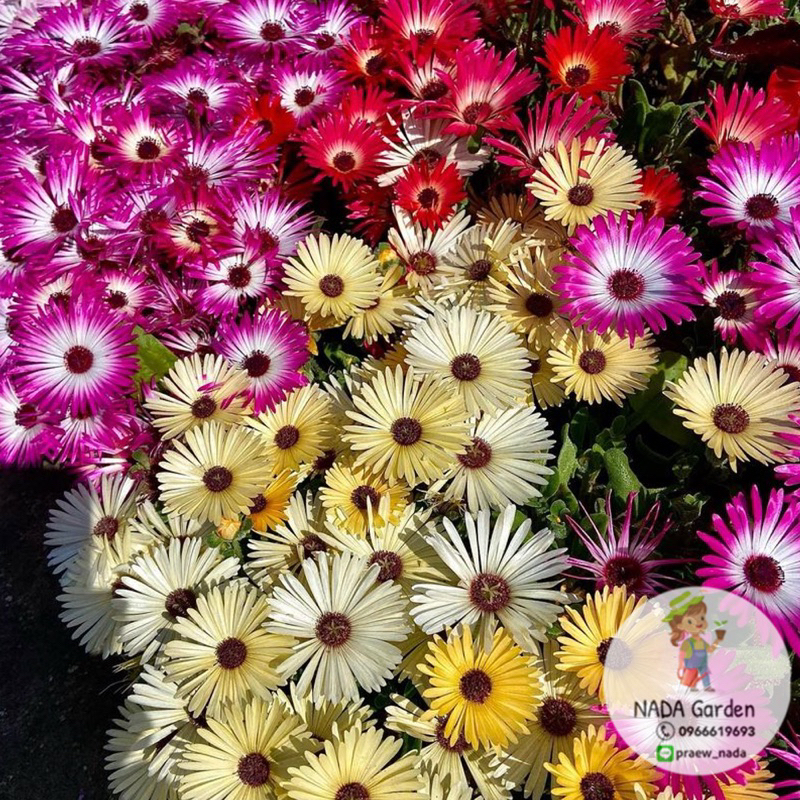 เมล็ดพันธุ์ไอซ์แพลนท์ คละสี ( Mesembryanthemem criniflorum ) บรรจุ 300 ...