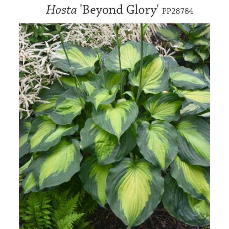 ฮอสต้า Hosta เป็นพืชประดับสวยงาม และกินหน่ออ่อนได้ | Shopee Thailand