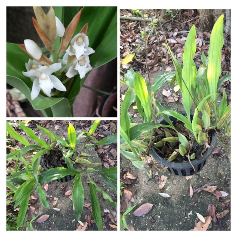 เอื้องหมากเชียงดาว-coelogyne-suaveolens