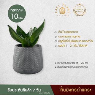 ลิ้นมังกรดำแคระ L ต้นไม้ฟอกอากาศ : Hahnii black ต้นไม้จิ๋ว ต้นไม้ประดับ ตกแต่งบ้านและสวน ต้นไม้มินิมอล - easyplant
