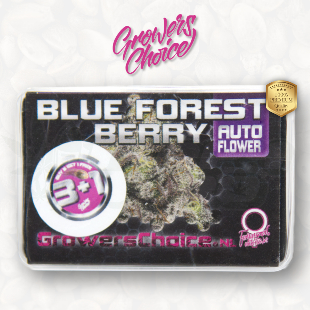 Blue Forest Berry (Auto) Growers Choice เมล็ด กัญชา นำเข้าแท้100