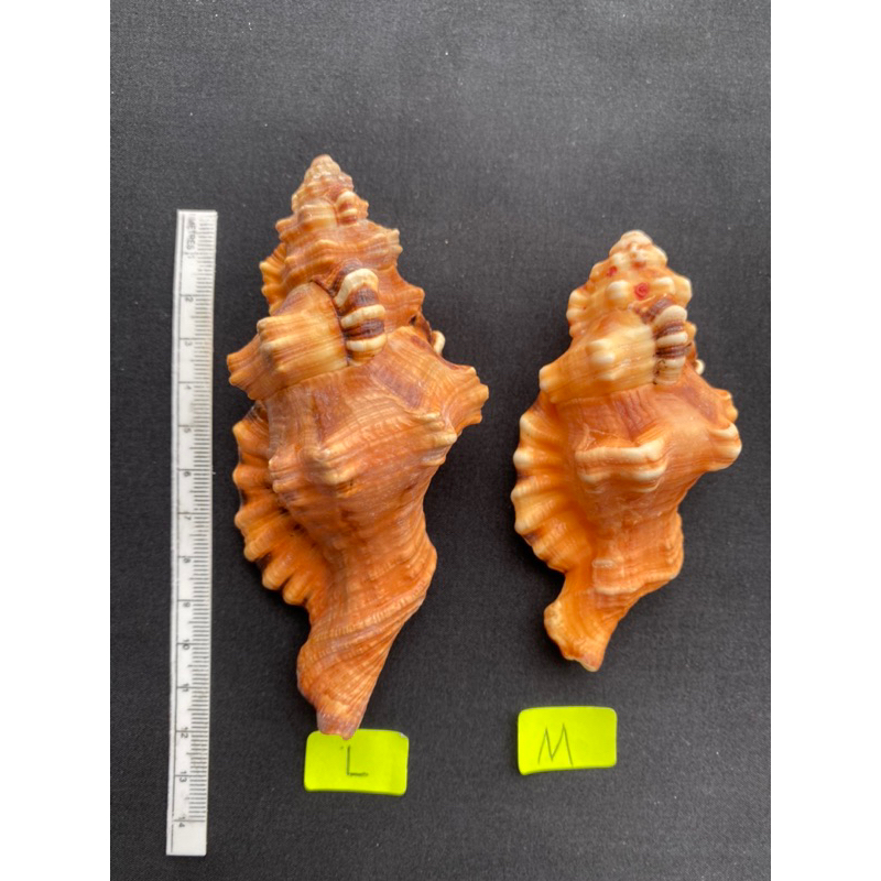 elephant-nose-sea-snail-shell-tiger-stripes-conch