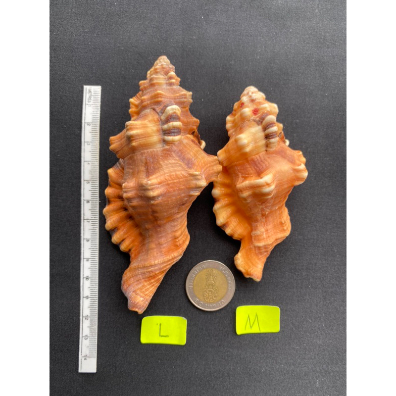 elephant-nose-sea-snail-shell-tiger-stripes-conch