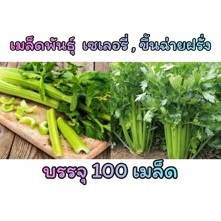 เมล็ด เซเลอรี่ ขึ้นฉ่ายฝรั่ง