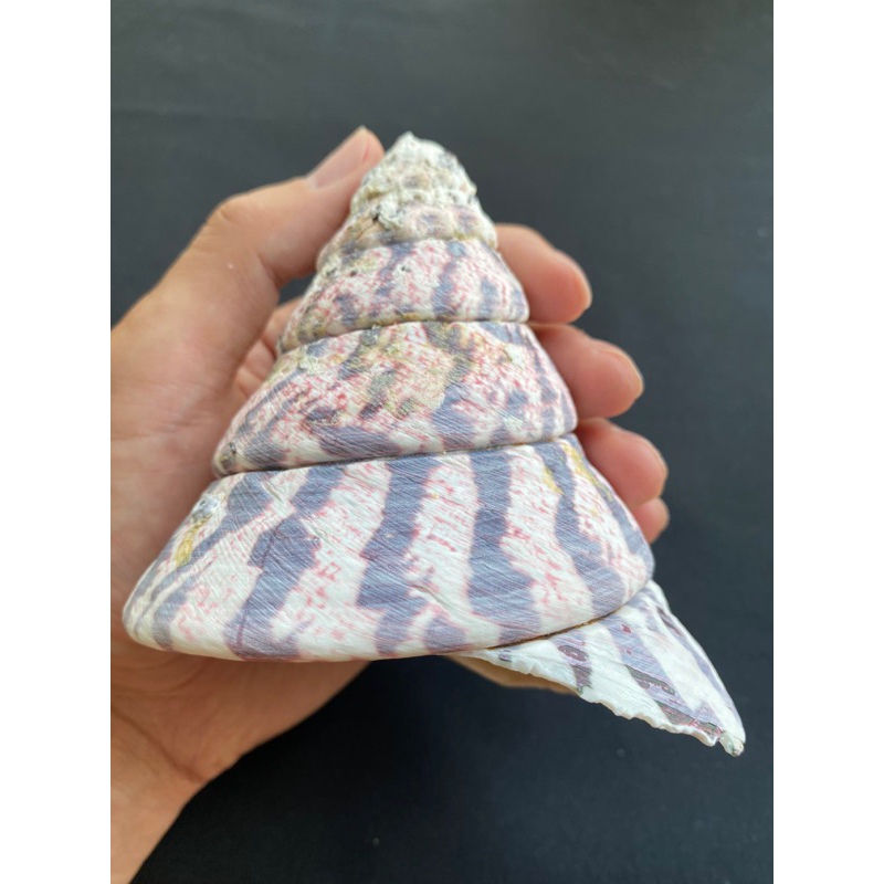 big-top-conch-specimens-shellหอยสังข์ใหญ่-9-13cm