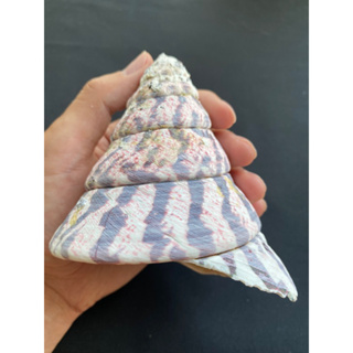 Big Top Conch Specimens shellหอยสังข์ใหญ่ 9-13cm