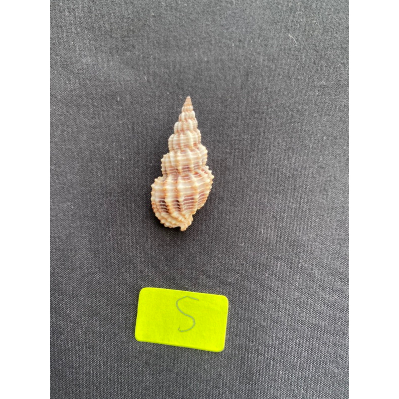 หอยสังข์ตัวเล็กสีเทา-shot-pattern-conch-shell-3-4cm-song