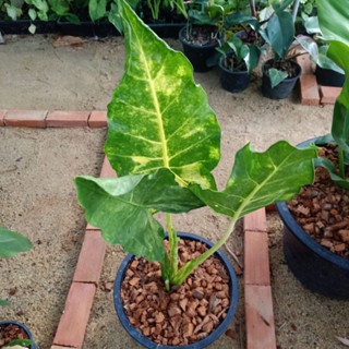 ❤️ (18/10/66) Alocasia Macrorrhizos Lutea 🌱 บอนเพชรเจ็ดสี ด่างสวย เลือกต้นได้ 🌱 ไม้ด่าง บอนสี 🌱 [AML]