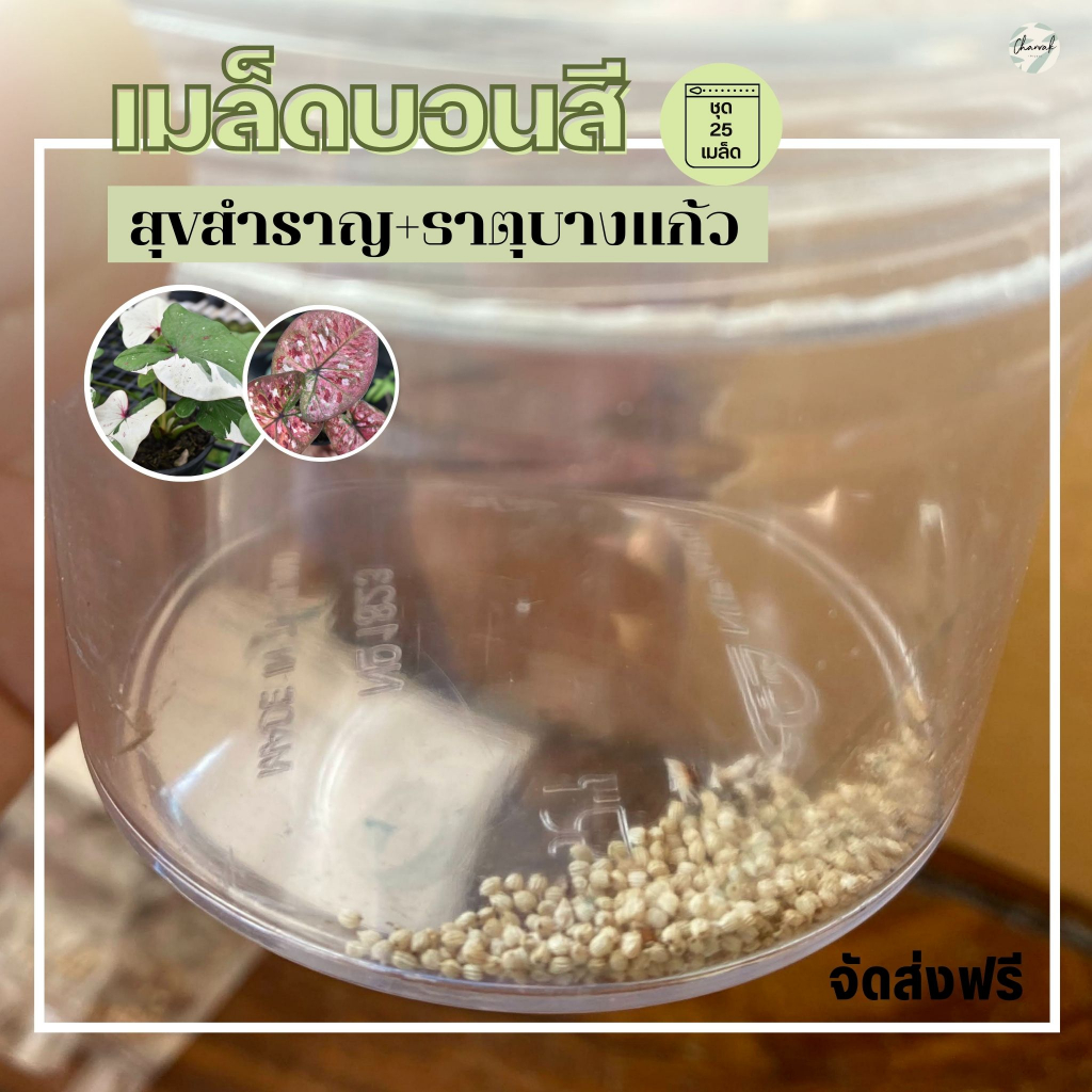 เมล็ดบอนสี-ผสมจาก-สุขสำราญ-กับ-ธาตุบางแก้ว-ชุด-25-เมล็ด-ส่งฟรี